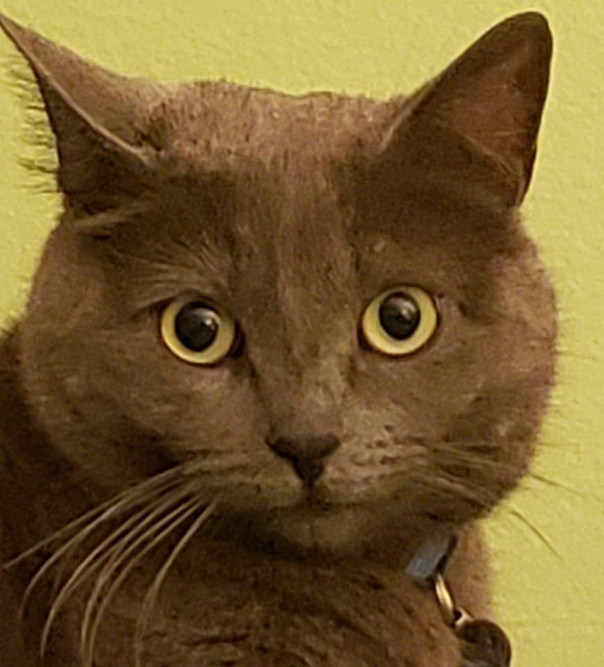 Inurozu avatar
