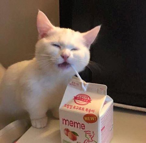 hattymikune avatar