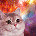 sassycat avatar