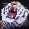 joHexi avatar