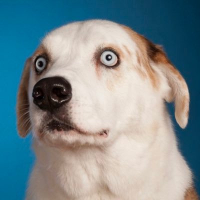 d0ggydog11 avatar