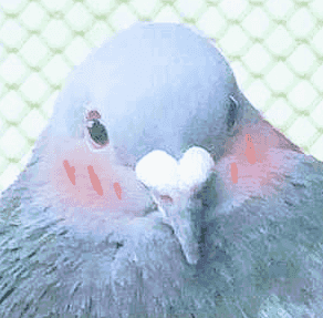 AVerySmallPigeon avatar