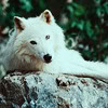 sziszka949 avatar