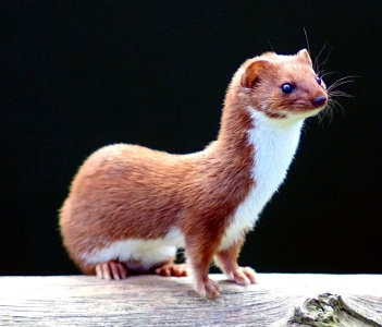 RoguishWeasel399 avatar
