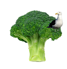 Brocolli avatar